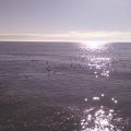 Hundreds of seabirds