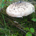 Giant Fungi Oct 2019