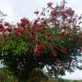 Dartmoor tree