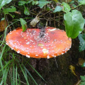 Fungus spotted at Coleton Fishacre