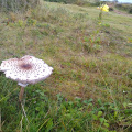 Giant Fungi