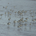 Avocets around the Exe