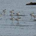 Avocets on the Exe