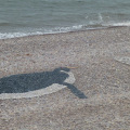 Penguin on the beach at Budleigh!