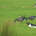Oyster catcher & Brent Geese