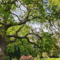 The Lucombe Oak