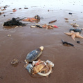 Marine life perishes