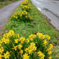 Daffodils around Dawlish