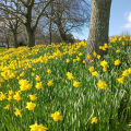 Torquay daffodils