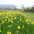 Daffodils at Sidmouth