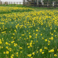 Sidmouth daffodils