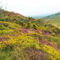 Colours of the moor: Dartmoor ablaze with heather and gorse.