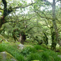 Wistmans Wood, Dartmoor, Devon