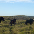 Dartmoors Ponies galloping free