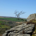 Tree on the moor, Dartmoor