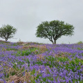 Dartmoor Bluebells