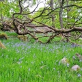 Bluebells on Dartmoor