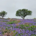 Dartmoor Bluebells