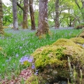 Dartmoor Spring