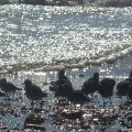 Sanderlings on the beach