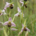 Beautiful Bee Orchids