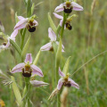 Bee Orchids at the Warren