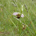Bee orchid (2)