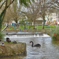 Dawlish Water black swans