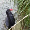 Black swan Dawlish Devon
