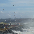 Seagulls and spray at Dawlish Warren