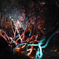 Illuminated Garden trail at Saltram
