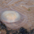 Barrel Jellyfish stranded