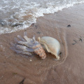 Jellyfish on the strandline