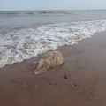 Jellyfish strandings