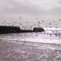 Gulls in motion
