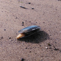 Shellfish washing up on beach