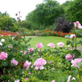 Rose garden at Compton Castle