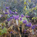 November Purple Beautyberry