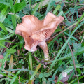 Fabulous fungus