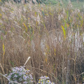 Flowers & reeds