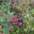 Late blackberries