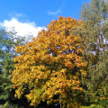 Autumn colour