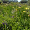 Southern Marsh Orchids and Yellow flag Iris