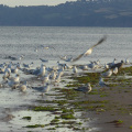 Gulls on the shore
