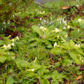 Powderham primroses & snowdrops