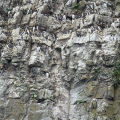 Guillemots on Orestone Rock