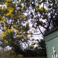 Mimosa overhanging our shed