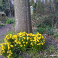 Mini daffodils at Warren Copse