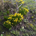 Mini-daffodils at the copse