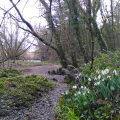 Snowdrops by the Dart